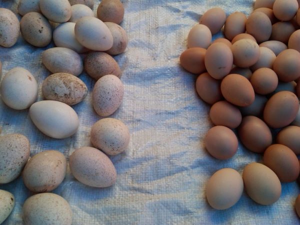 Granja La Esperanza: Huevos y gallina criolla desde Algarrobal, Salitral, Piura - Imagen 2