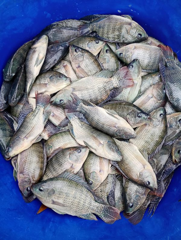 Tilapia fresca con sabor natural de CP. Tórtola, Salitral, Piura - Imagen 5