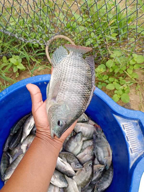 Tilapia fresca con sabor natural de CP. Tórtola, Salitral, Piura - Imagen 6