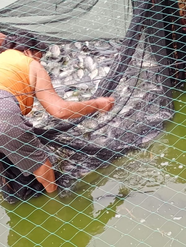 Tilapia fresca con sabor natural de CP. Tórtola, Salitral, Piura - Imagen 3