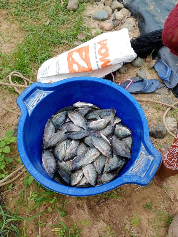 Tilapia fresca con sabor natural de CP. Tórtola, Salitral, Piura - Imagen 4