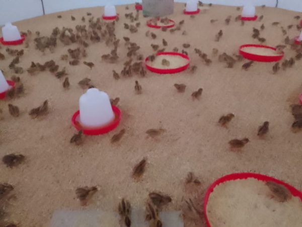 La Granja de Codorniz: Huevos frescos y saludables desde San Pedro – Salitral – Piura - Imagen 2