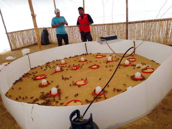 La Granja de Codorniz: Huevos frescos y saludables desde San Pedro – Salitral – Piura - Imagen 3