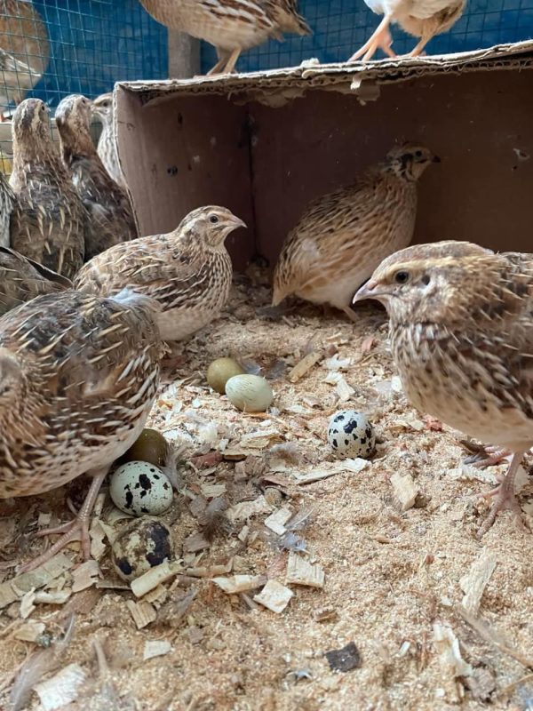 La Granja de Codorniz: Huevos frescos y saludables desde San Pedro – Salitral – Piura - Imagen 5