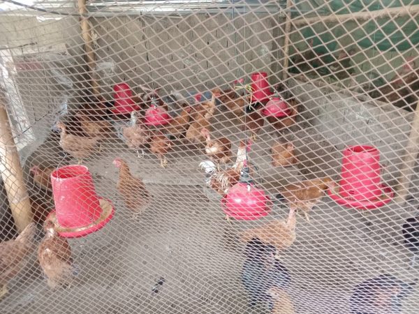 Granja La Esperanza: Huevos y gallina criolla desde Algarrobal, Salitral, Piura - Imagen 4