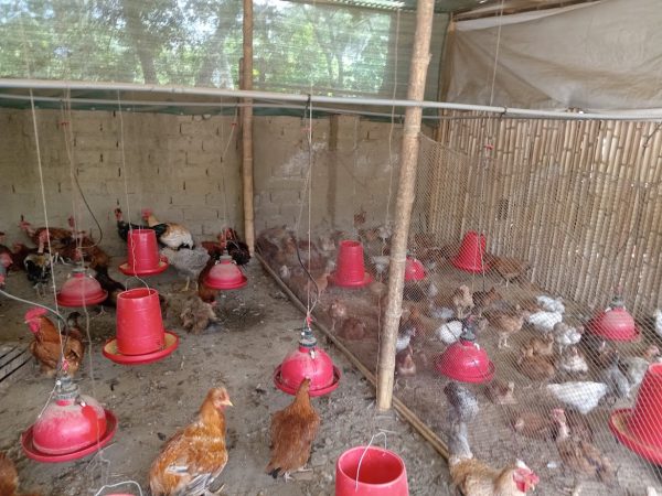 Granja La Esperanza: Huevos y gallina criolla desde Algarrobal, Salitral, Piura - Imagen 5
