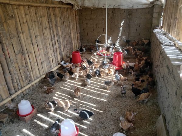 Granja La Esperanza: Huevos y gallina criolla desde Algarrobal, Salitral, Piura - Imagen 3