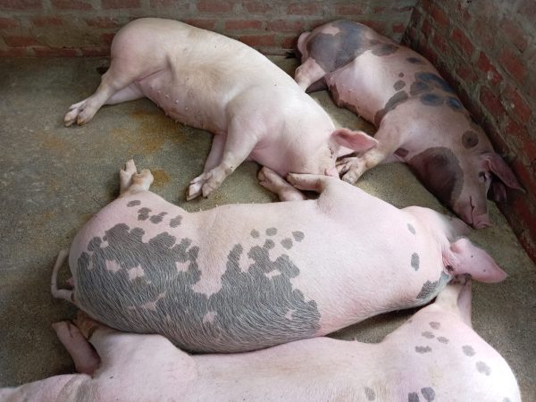 Cerdo fresco, natural y sabroso, directo de San Pedro, Salitral – Piura - Imagen 6