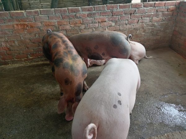 Cerdo fresco, natural y sabroso, directo de San Pedro, Salitral – Piura - Imagen 7