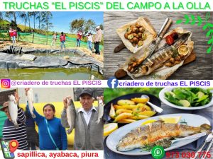 Truchas «EL PICSIS» en Sapillica-Ayabaca-Piura