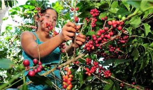 Café Don Tineo: El alma de Huarmaca en cada taza