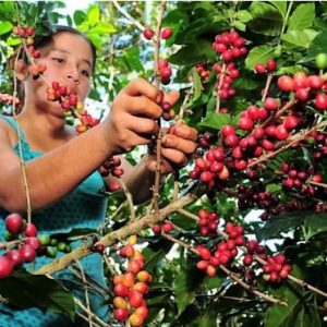 Café Don Tineo: El alma de Huarmaca en cada taza
