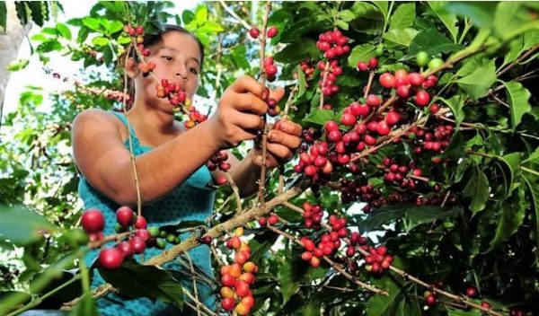 Café Don Tineo: El alma de Huarmaca en cada taza