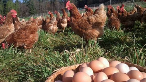 Granja Avícola "El Pilan"-La Matanza-Piura - Imagen 2